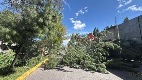 Atiende Protección Civil estatal incidentes, y emite recomendaciones ante fuertes vientos en Tlaxcala imagen 4
