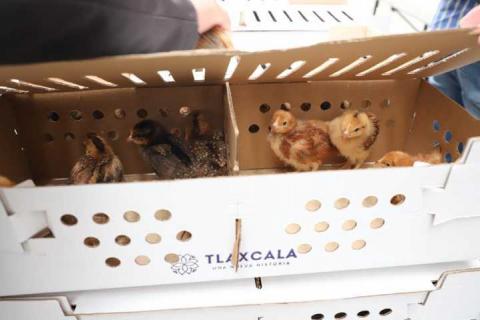 Gobierno del estado entrega 458 paquetes agropecurios para fortalecer economía familiar en 17 municipios imagen 1