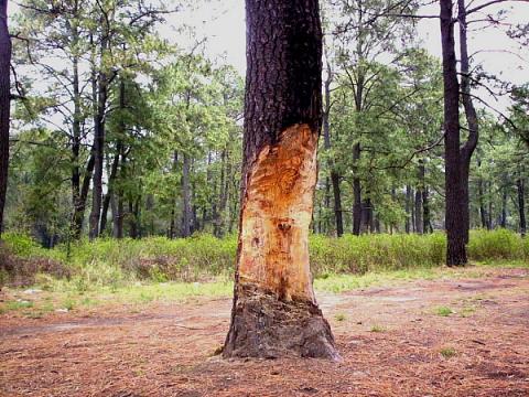 San Isidro Buensuceso, pueblo de madera que sufre la cero tolerancia oficial imagen 6