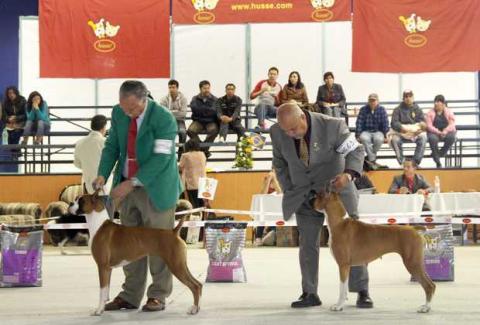 Recibirá Apizaco la XXX edición de la Exposición Nacional Canina