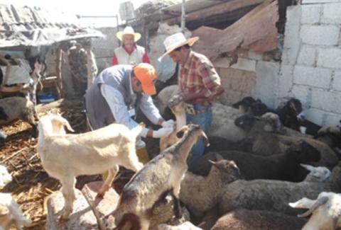 Inician campaña de salud animal en Calpulalpan
