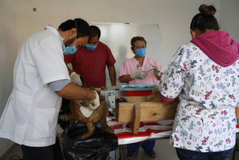 Llegará la campaña intensiva de esterilización Canina y Felina
