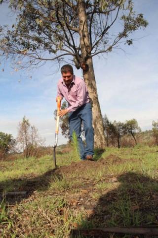 Alcalde inicia jornada de reforestación en terrenos del municipio imagen 3