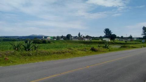 Hallazgo de plantío de amapola causa sorpresa en habitantes de Santa Cruz Tenancingo imagen 2