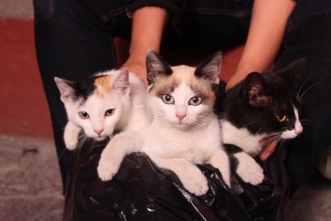 Realizan en Huamantla campaña de esterilización de mascotas imagen 2