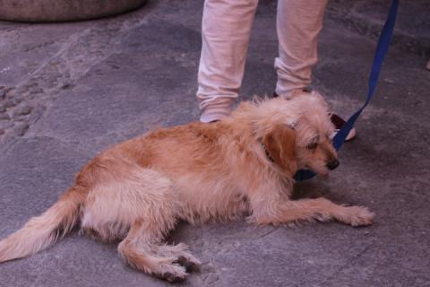 Realizan en Huamantla campaña de esterilización de mascotas imagen 3