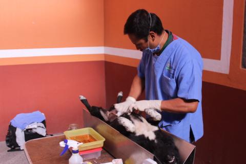 Realizan en Huamantla campaña de esterilización de mascotas imagen 4