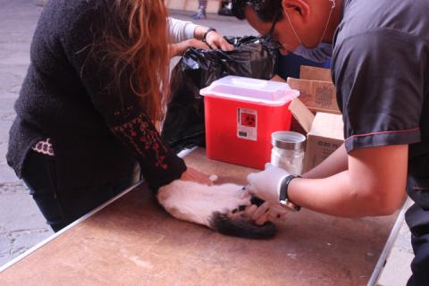 Realizan en Huamantla campaña de esterilización de mascotas imagen 5