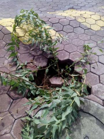 Denuncian severo hundimiento en Zacatelco imagen 1