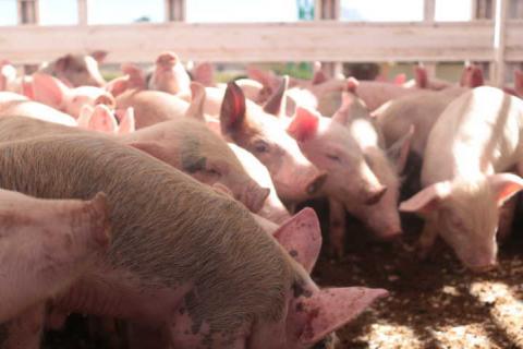 Alcalde beneficia a más de 100 productores con 160 porcinos imagen 3