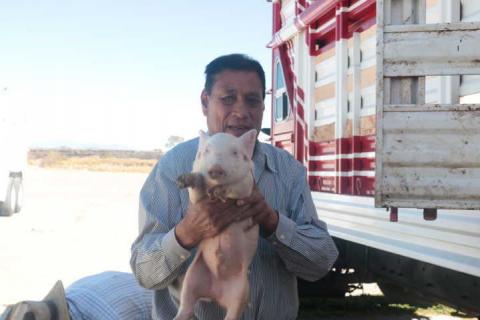 Alcalde beneficia a más de 100 productores con 160 porcinos imagen 1