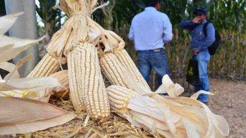 Campesinos se manifiestan en Nanacamilpa; siguen exigiendo precios justos para el maíz
