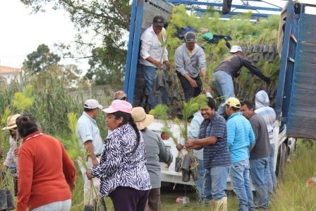 Mejoran el medio ambiente sembrando 10 mil árboles imagen 2