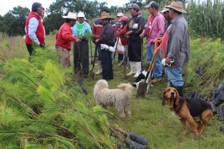 Mejoran el medio ambiente sembrando 10 mil árboles imagen 3