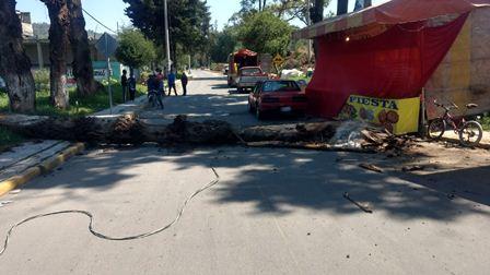 Caída de árbol de 5 metros deja un lesionado en Ixtacuixtla imagen 1
