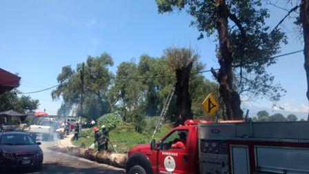 Caída de árbol de 5 metros deja un lesionado en Ixtacuixtla imagen 3
