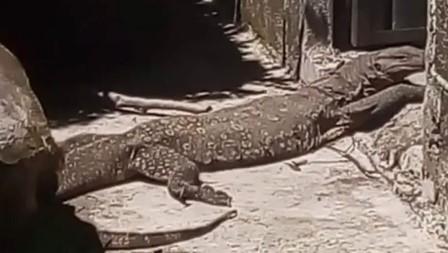 Hallan deambulando a lagarto en el municipio de Ixtacuixtla