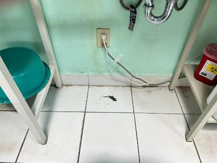 Ciudadanos inconformes por presencia de lagartijas en hospital de Contla