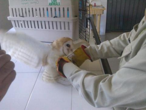 Recibe Profepa una lechuza y dos coyotes en Tlaxcala imagen 4