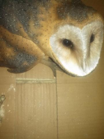 Libera Profepa 5 ejemplares de vida animal silvestre, en Tlaxcala imagen 3