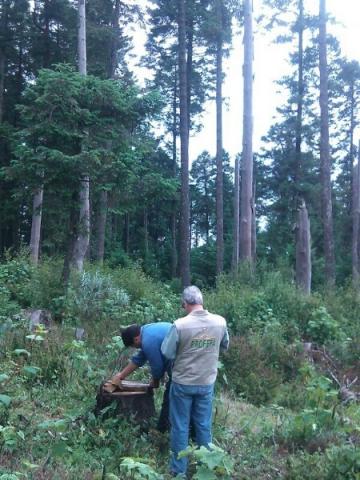 Detiene Profepa tala en Emiliano Zapata, Tlaxcala imagen 2