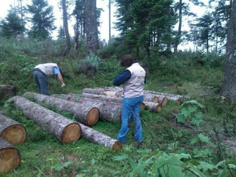 Detiene Profepa tala en Emiliano Zapata, Tlaxcala imagen 1