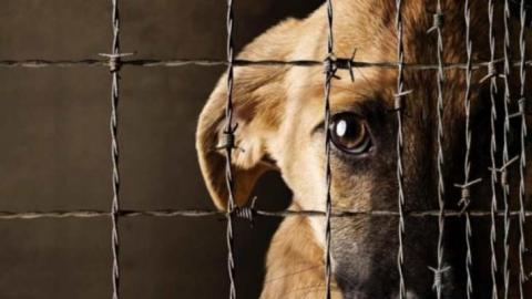 HSI/México felicita al estado de Tlaxcala por reconocer el maltrato animal como delito