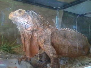 Asegura Profepa 14 ejemplares de vida silvestre en tienda de mascotas de Tlaxcala imagen 2