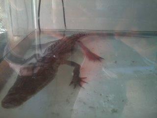 Asegura Profepa 14 ejemplares de vida silvestre en tienda de mascotas de Tlaxcala imagen 4