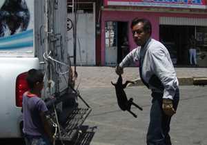 Controlan presencia de perros callejeros en Nativitas