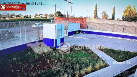 Los fueron a tirar como si fueran basura; Abandonan a seis cachorros frente a Bienestar