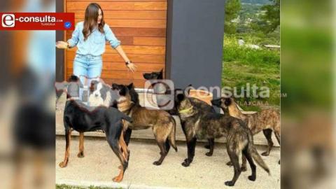 Después de varios meses Nydia Cano se niega a responder por el ataque de sus perros a un joven
