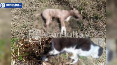 Ataca de nuevo asesino serial. Esta vez diez animales fueron envenenados en Ixtacuixtla