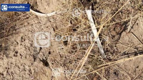 Trabajadores forestales encuentran restos humanos en Atltzayanca; se desconoce el sexo