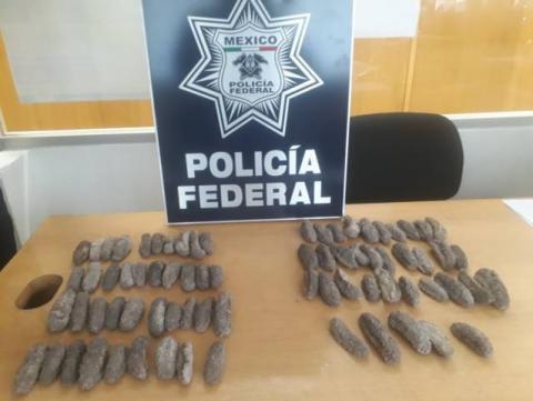 Localizan dos kilos de pepino de mar ocultos entre dulces y chocolates imagen 2