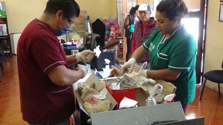 Ayuntamiento de SPM implementó jornada de esterilización canina y felina imagen 1