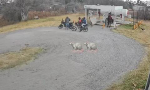 ¡C0b4rd3s! M4l3ant3s disparan a perros tras r0b0 de motocicleta en Ixtacuixtla