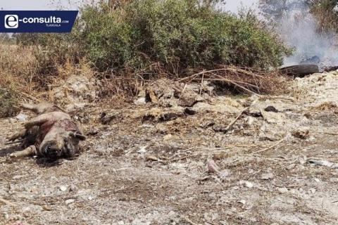 Queman pollos como si fuera basura en Axocomanitla; alcaldesa no hace nada