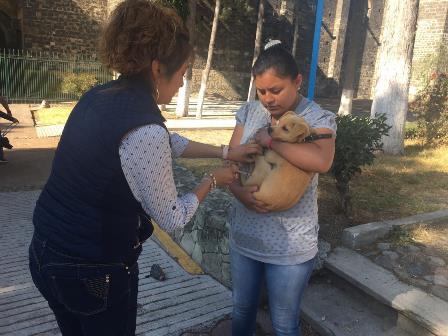 Aplica comuna capitalina más de 5 mil vacunas a mascotas
