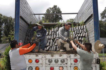 Ecología distribuye un millón de árboles para reforestación