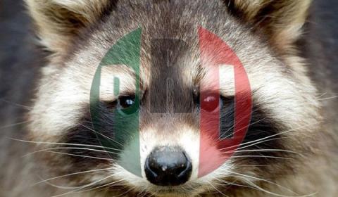 Listos los "mapaches" del PRI