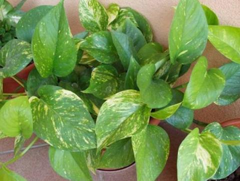 Se intoxican 44 niños del internado Amarillas imagen 2