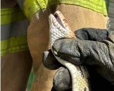 Presencia de serpiente provoca movilización de rescatistas en la capital