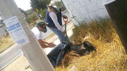 Realizan limpieza de áreas de la escuela Miguel Aleman imagen 2