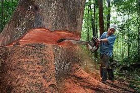 A punto de morir La Malinche por la excesiva tala clandestina