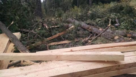 Enfrenta Profepa a talamontes en operativo forestal en ANP "La Malinche", en Tlaxcala imagen 2