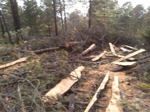 Enfrenta Profepa a talamontes en operativo forestal en ANP "La Malinche", en Tlaxcala imagen 3