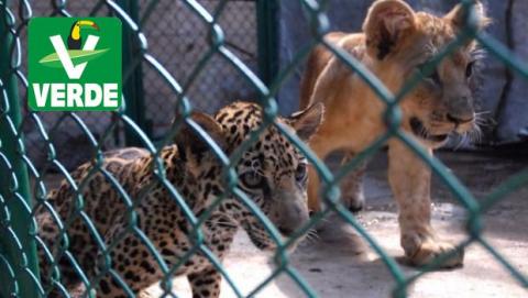 ¡El Verde Sí cumple! Sacrificarán a más de 4 mil animales de circo