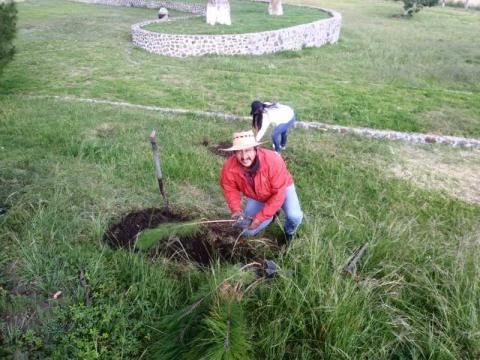 Reforestan con flora endémica el área perimetral del Museo de Sitio de Zultépec-Tecoaque imagen 7