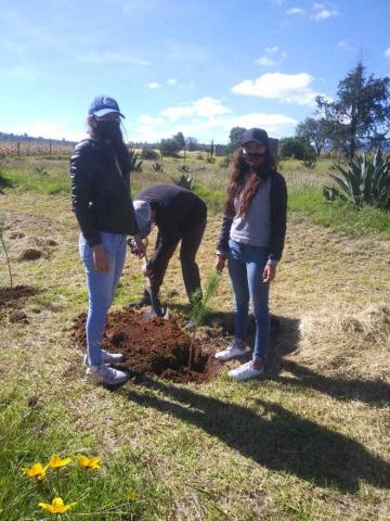 Reforestan con flora endémica el área perimetral del Museo de Sitio de Zultépec-Tecoaque imagen 1